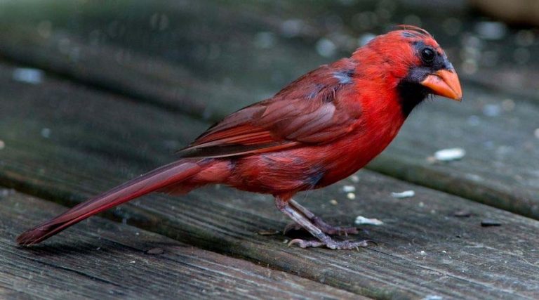 Master the Art of Removing Bird Poop from Your Deck