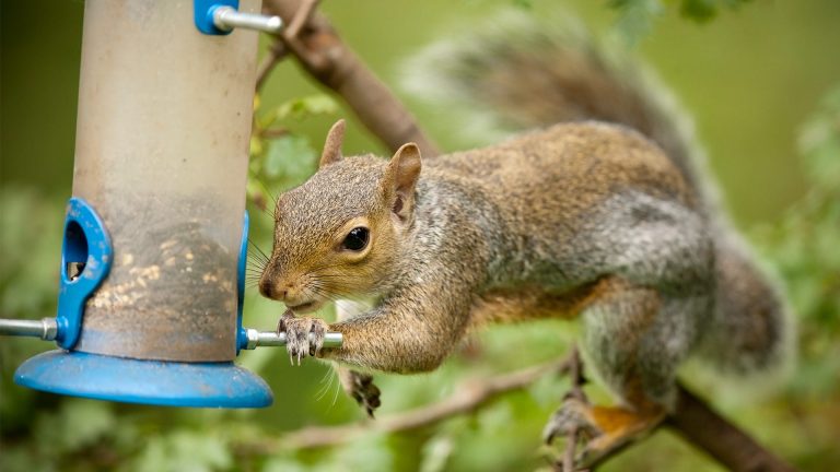 Stop Squirrels in Their Tracks: 10 Effective Ways to Safeguard Your Bird Feeder Pole