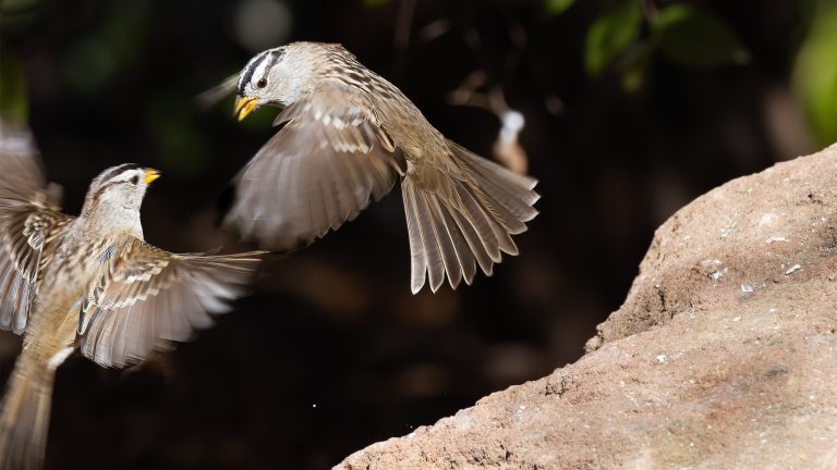 Birds That Look Like Sparrows