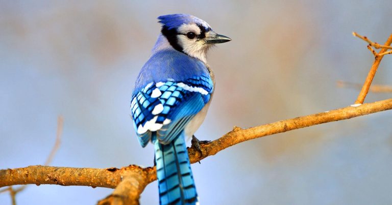 Why Do Blue Jays Mimic Hawks? The Surprising Survival Strategy