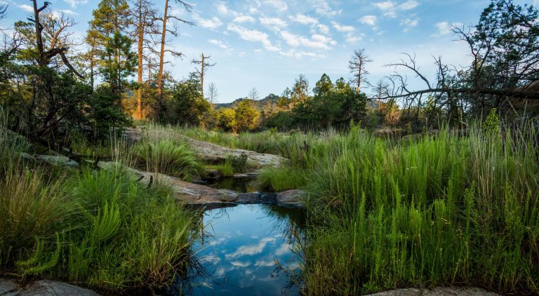 Discover the Top 14 Stunning Hawk Migration Sites in Massachusetts