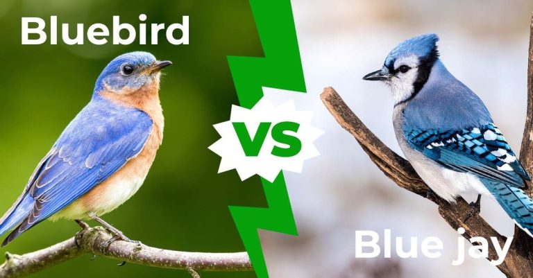 Bluebirds and Blue Jays
