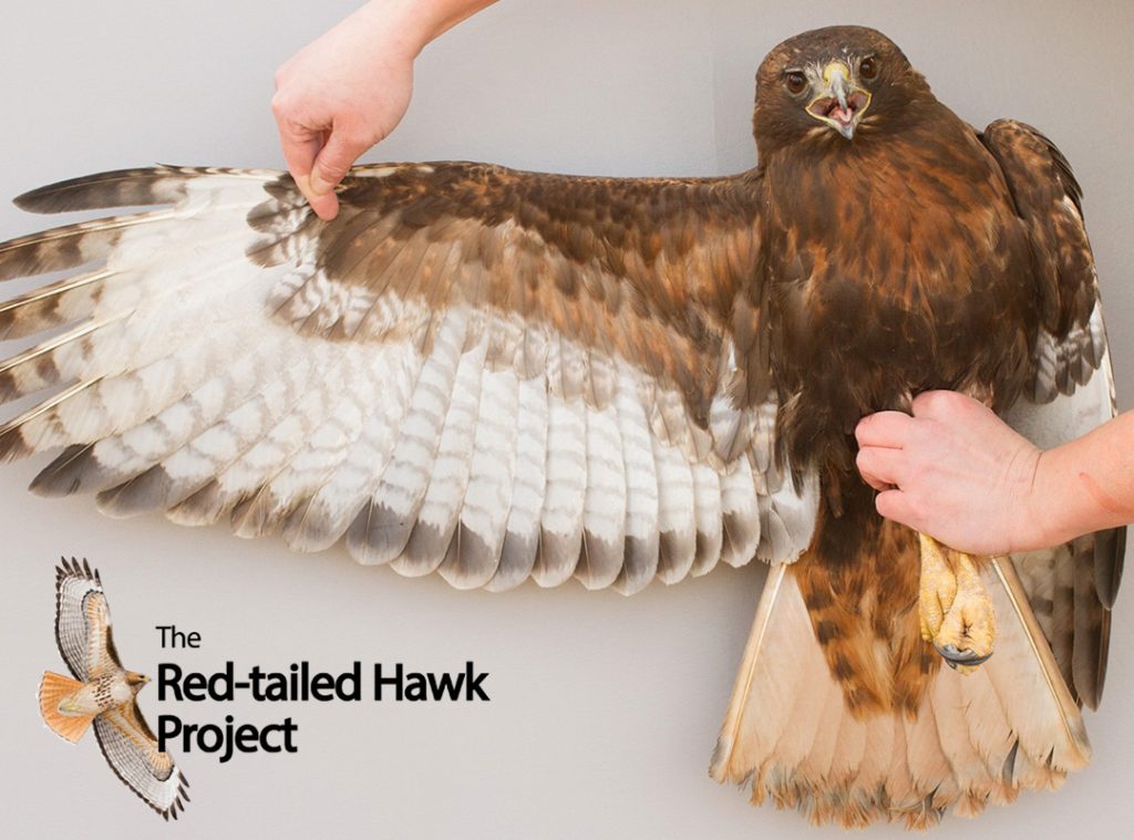 Mastering Bird Identification: 4 Easy Steps to Distinguish a Red-Tailed Hawk
