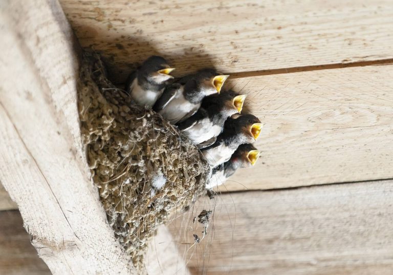 Bird Nest Removal Under Your Deck