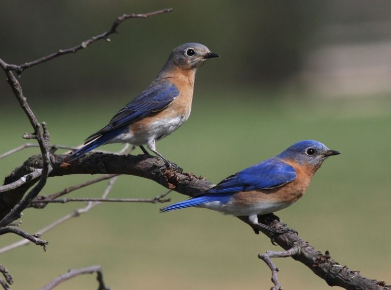 Bluebirds and Purple Martins