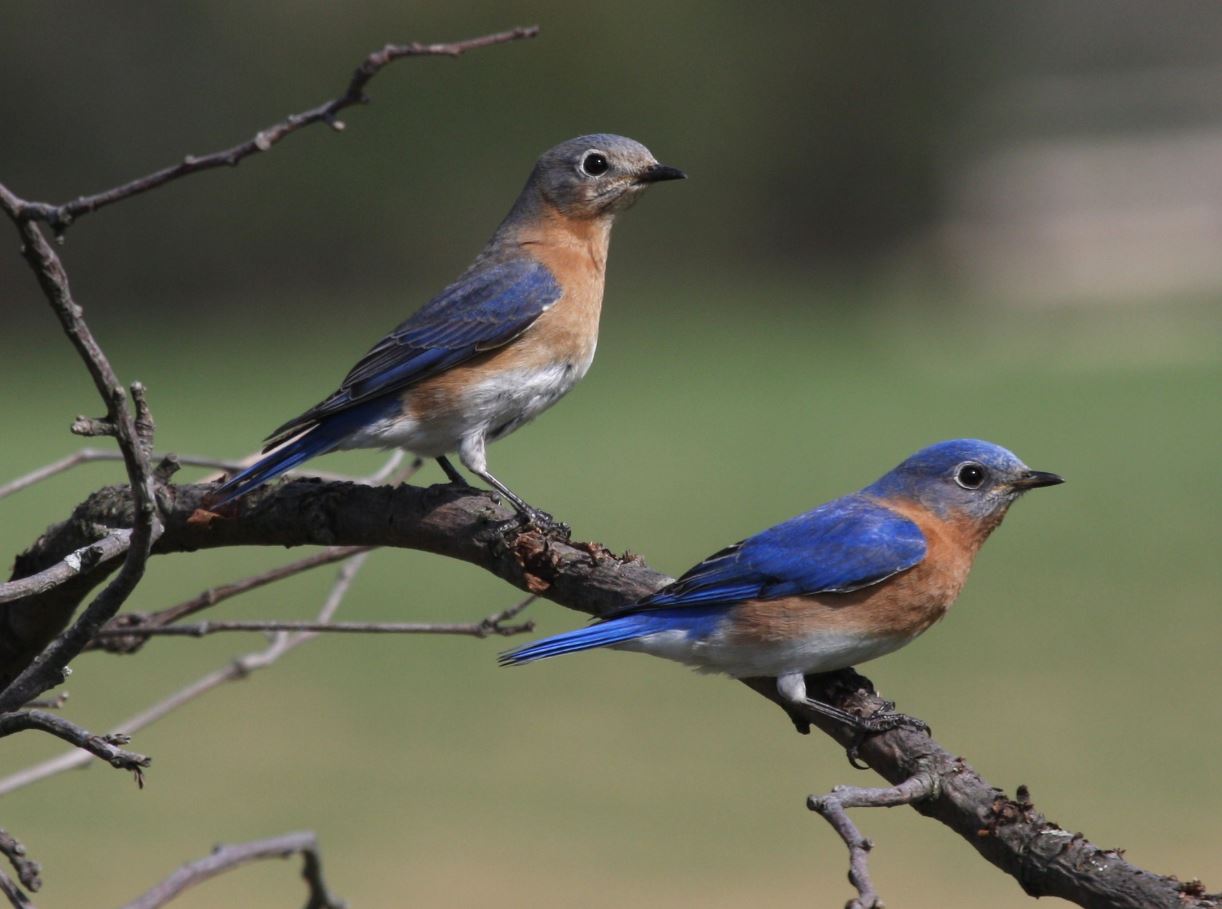 Bluebirds and Purple Martins