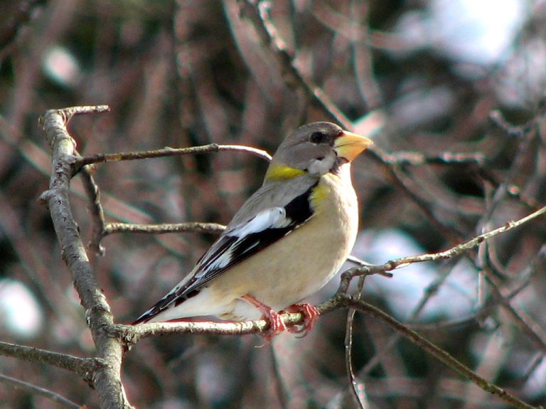 Discover 45 Fascinating Grosbeak Facts and Easy Identification Tips
