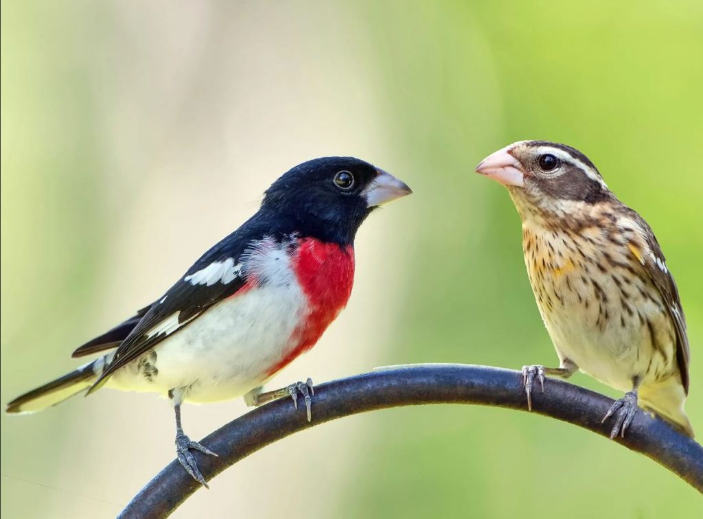 How Knowing Grosbeak Facts Can Improve Bird Watching Experience