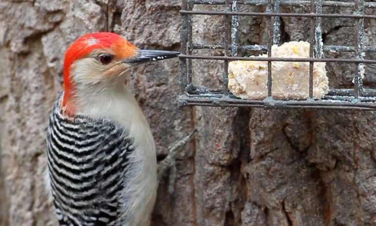 Quick Bird Suet Recipe