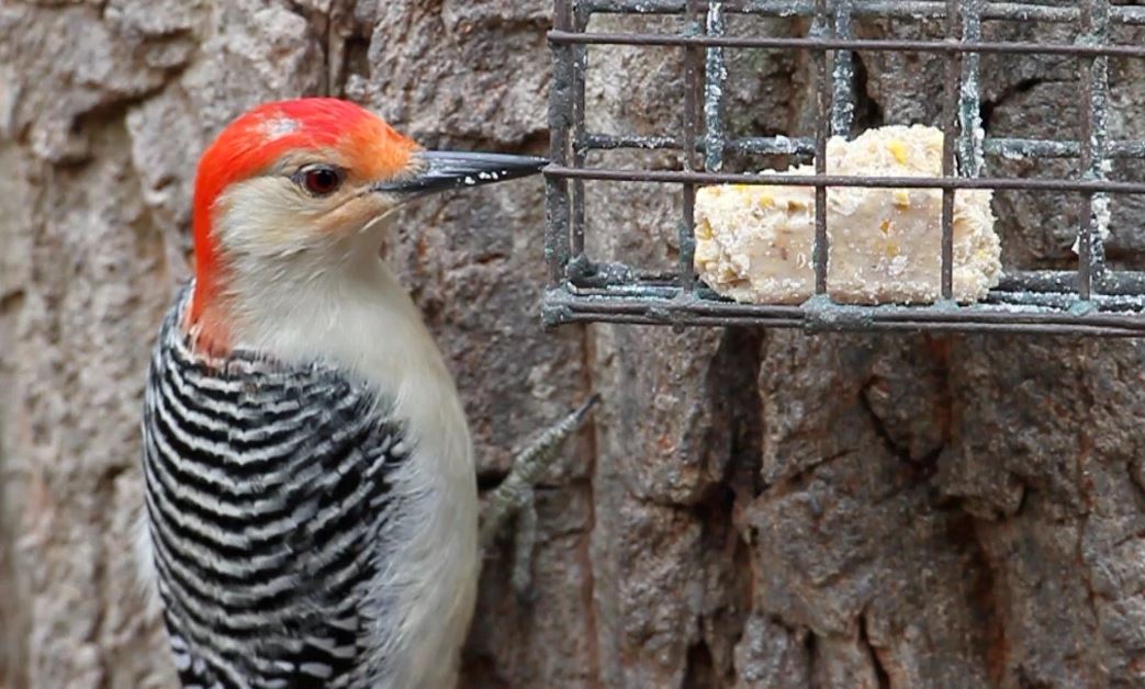 Quick Bird Suet Recipe