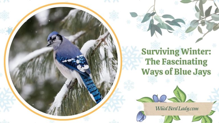 Surviving Winter The Fascinating Ways of Blue Jays