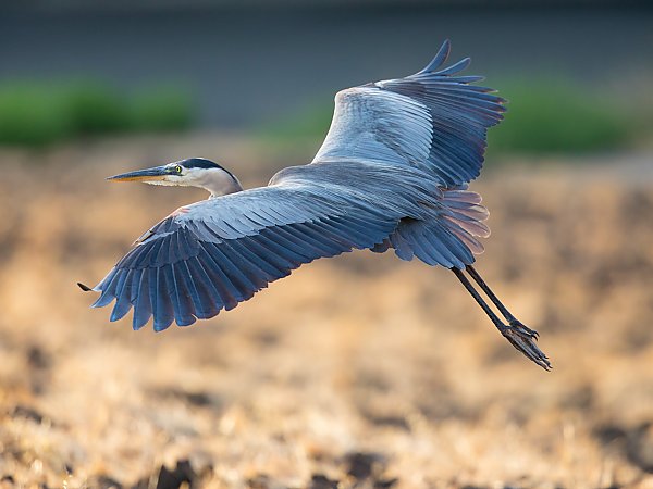 Great Blue Heron Fun Facts