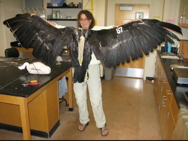 How Big is the California Condor Wingspan