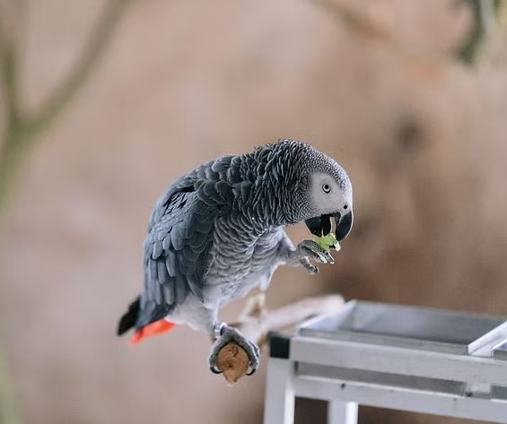 How to Find a Lost African Grey Parrot: The Ultimate Guide