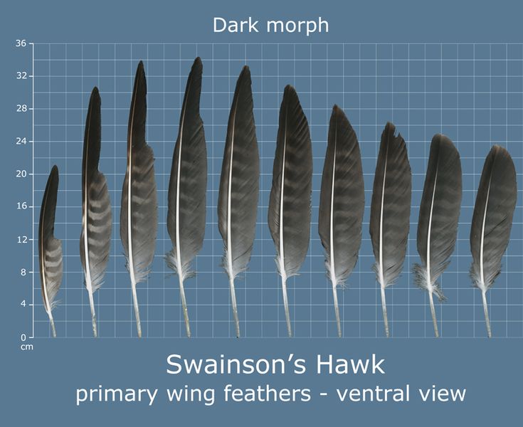 Mastering Hawk Feather Identification