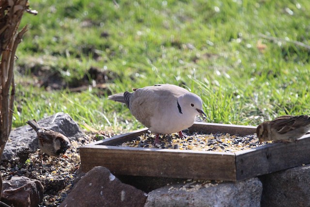 The Natural Diet of Doves