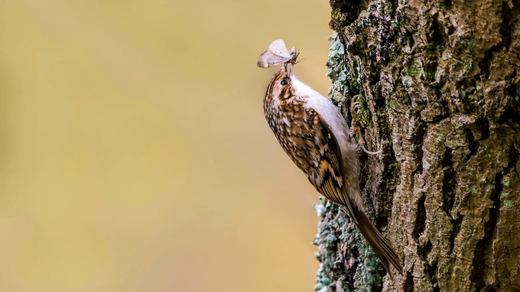 What Do Finches Eat in the Wild?
