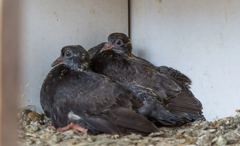 Where Do Baby Pigeons Live