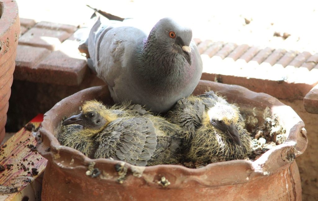 young pigeon