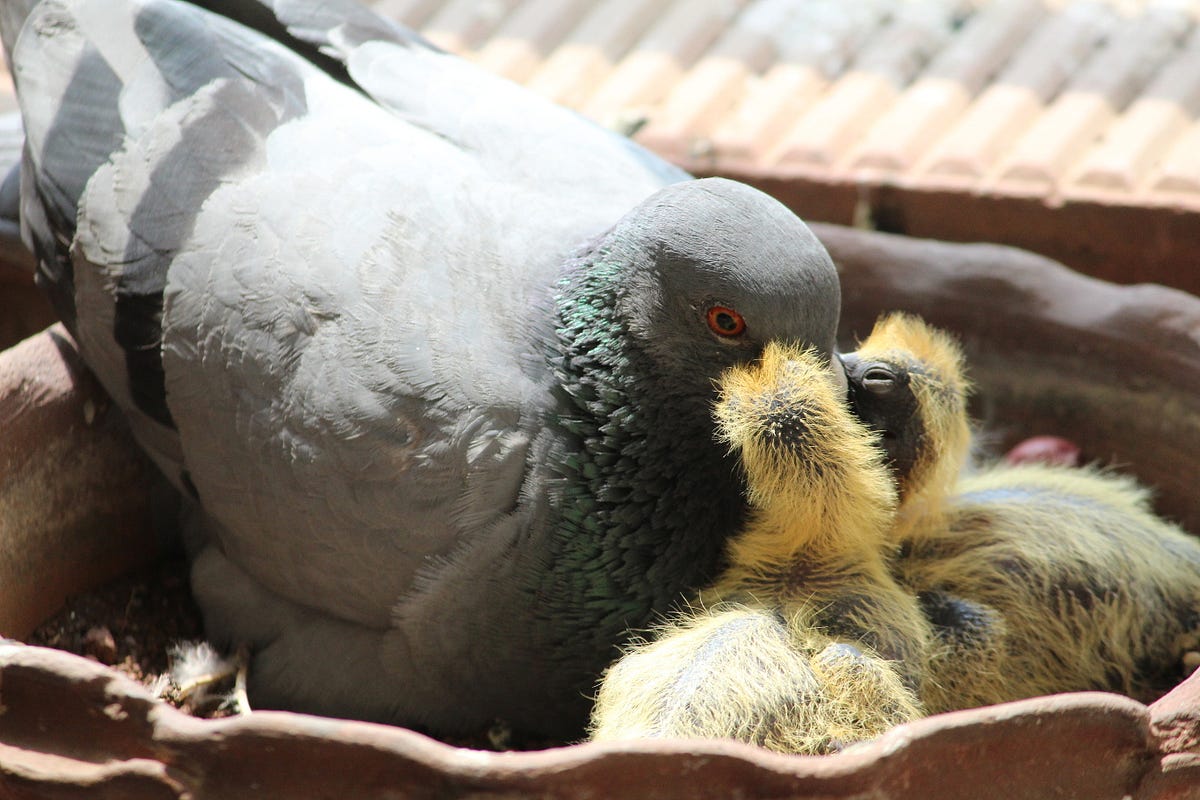 baby pigeons