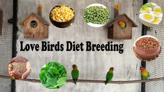 Lovebirds Diet: Unlocking the Mystery of Their Favorite Foods