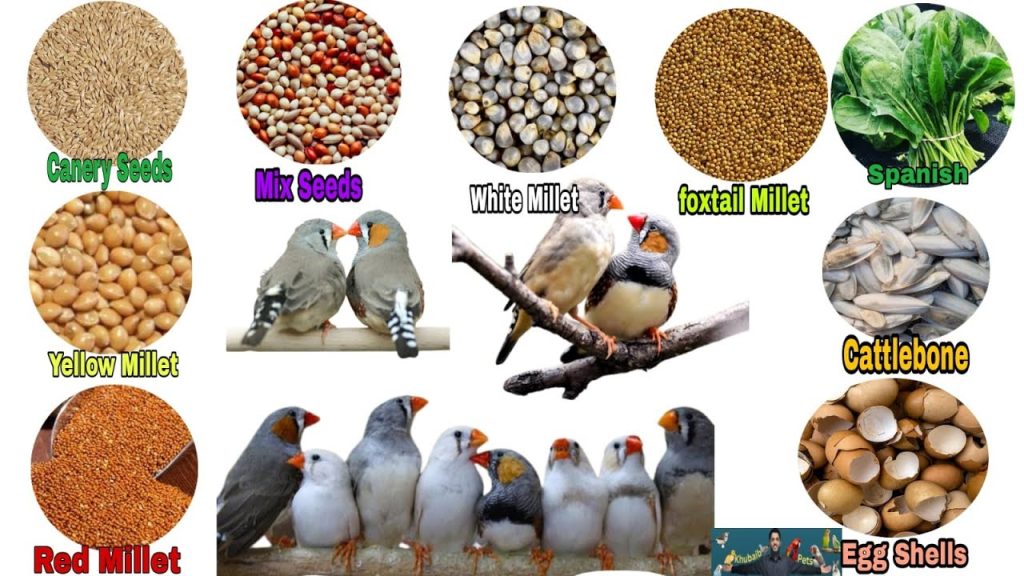 What Do Finches Eat? 9 Foods Your Finch Will Love