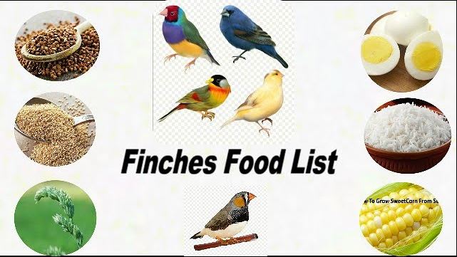 What Do Finches Eat? 9 Foods Your Finch Will Love