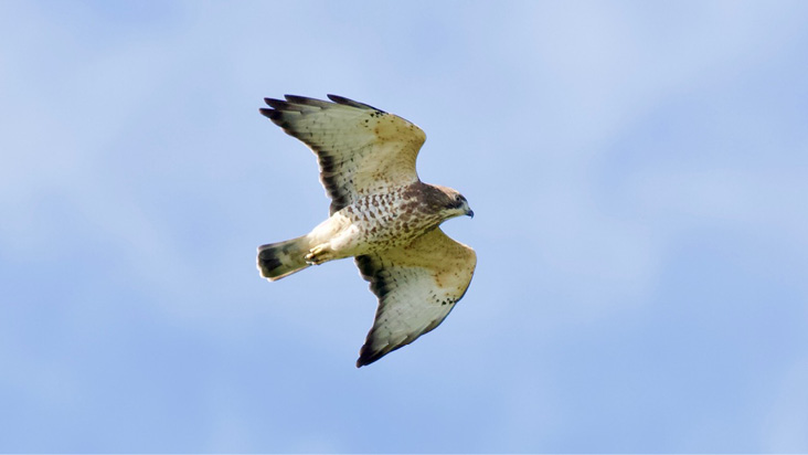 Top 5 Surprising Predators of Hawks