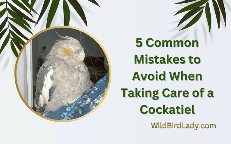 5 Common Mistakes to Avoid When Taking Care of a Cockatiel: Tips from Experts.
