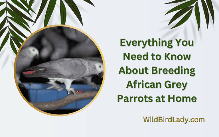 Everything You Need to Know About Breeding African Grey Parrots at Home: A Comprehensive Guide