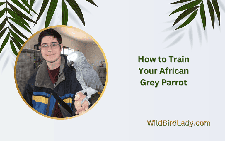 How to Train Your African Grey Parrot: Bite-Free in 10 Steps