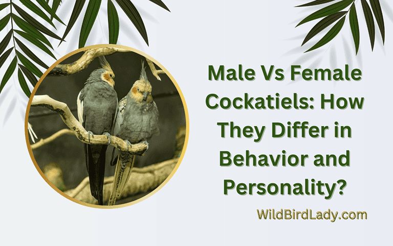 Male Vs Female Cockatiels: How They Differ in Behavior and Personality?