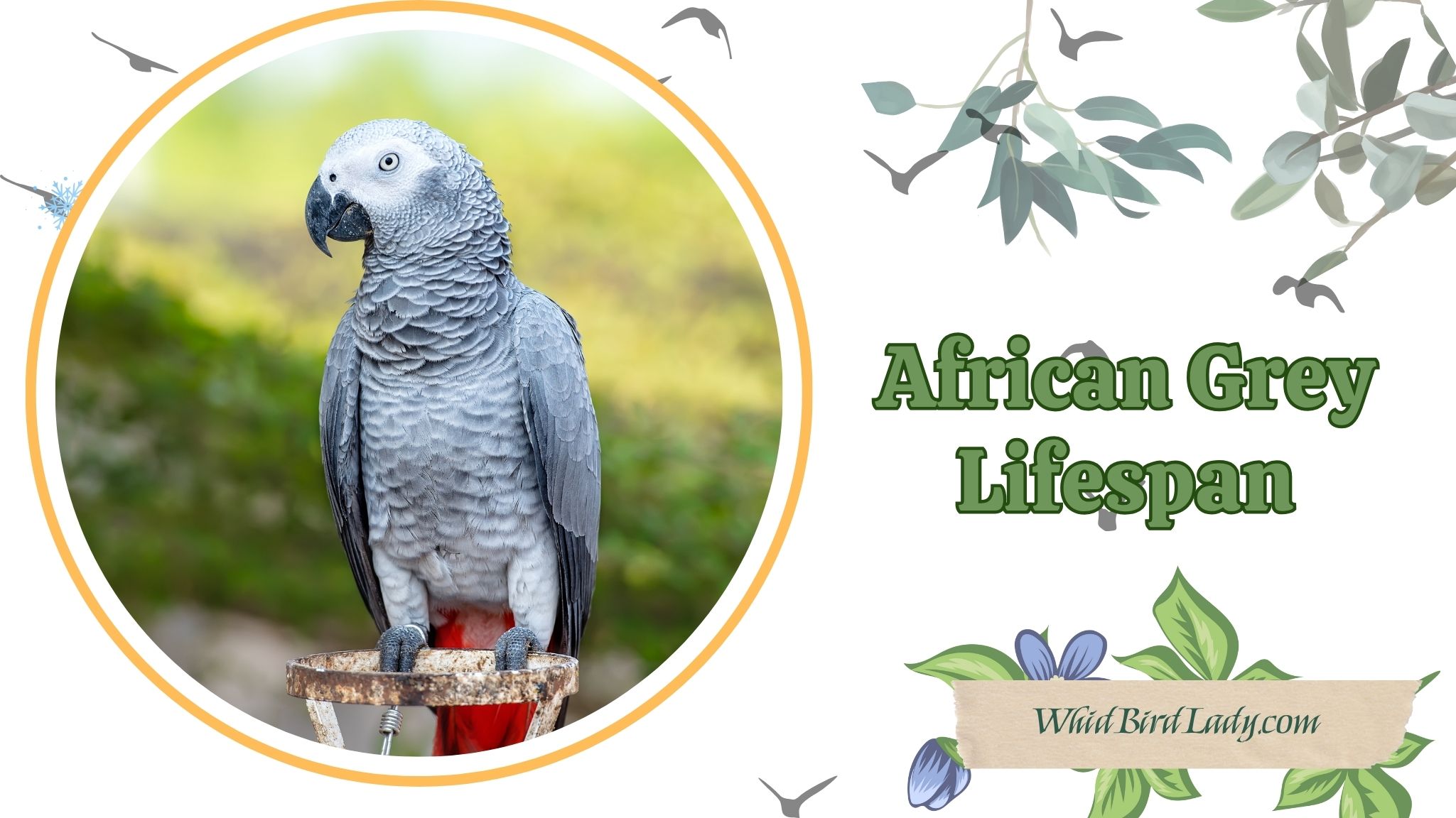 African Grey Lifespan: How Long Do These Smart Parrots Really Live?