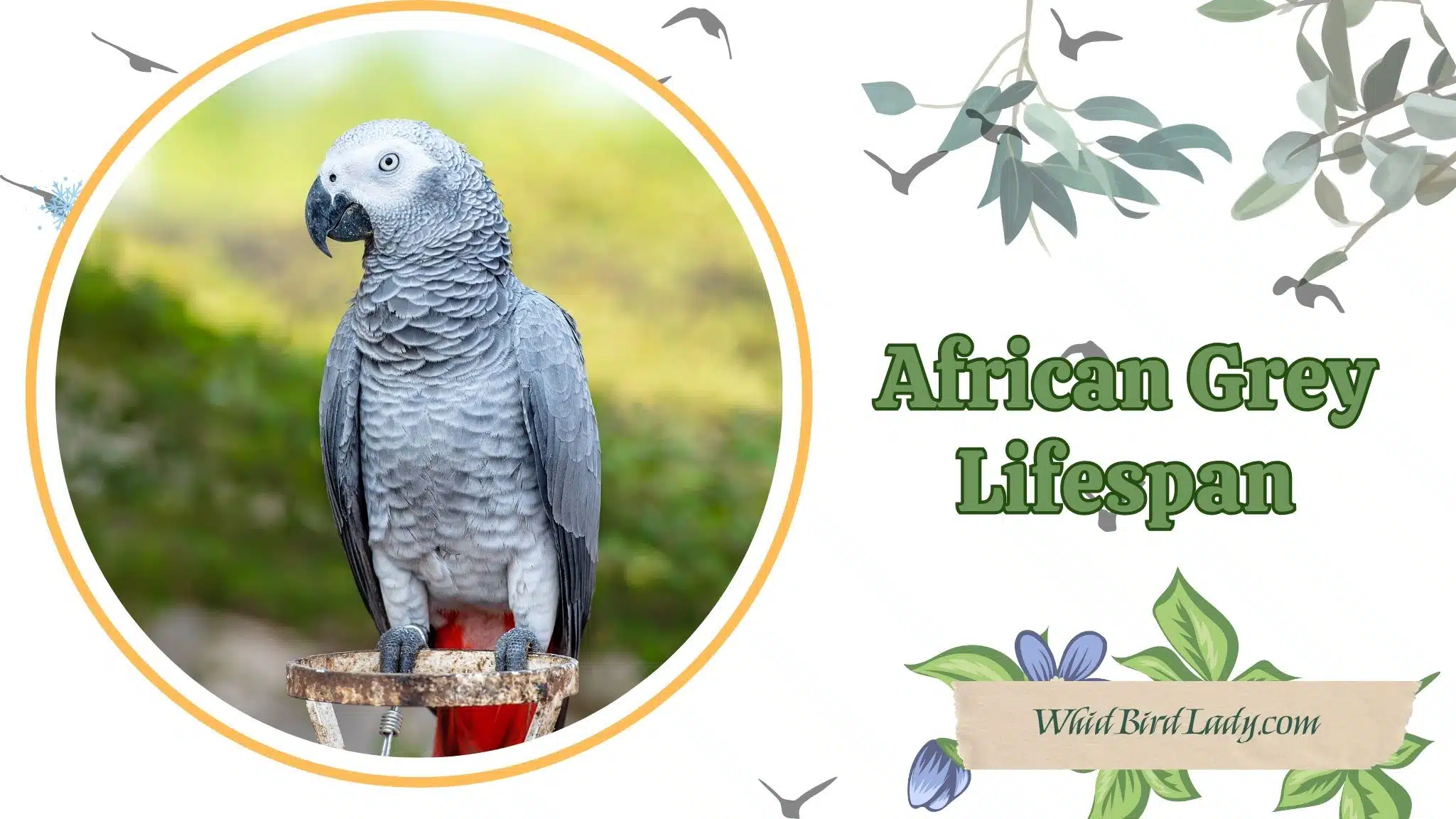 African Grey Lifespan: How Long Do These Smart Parrots Really Live?