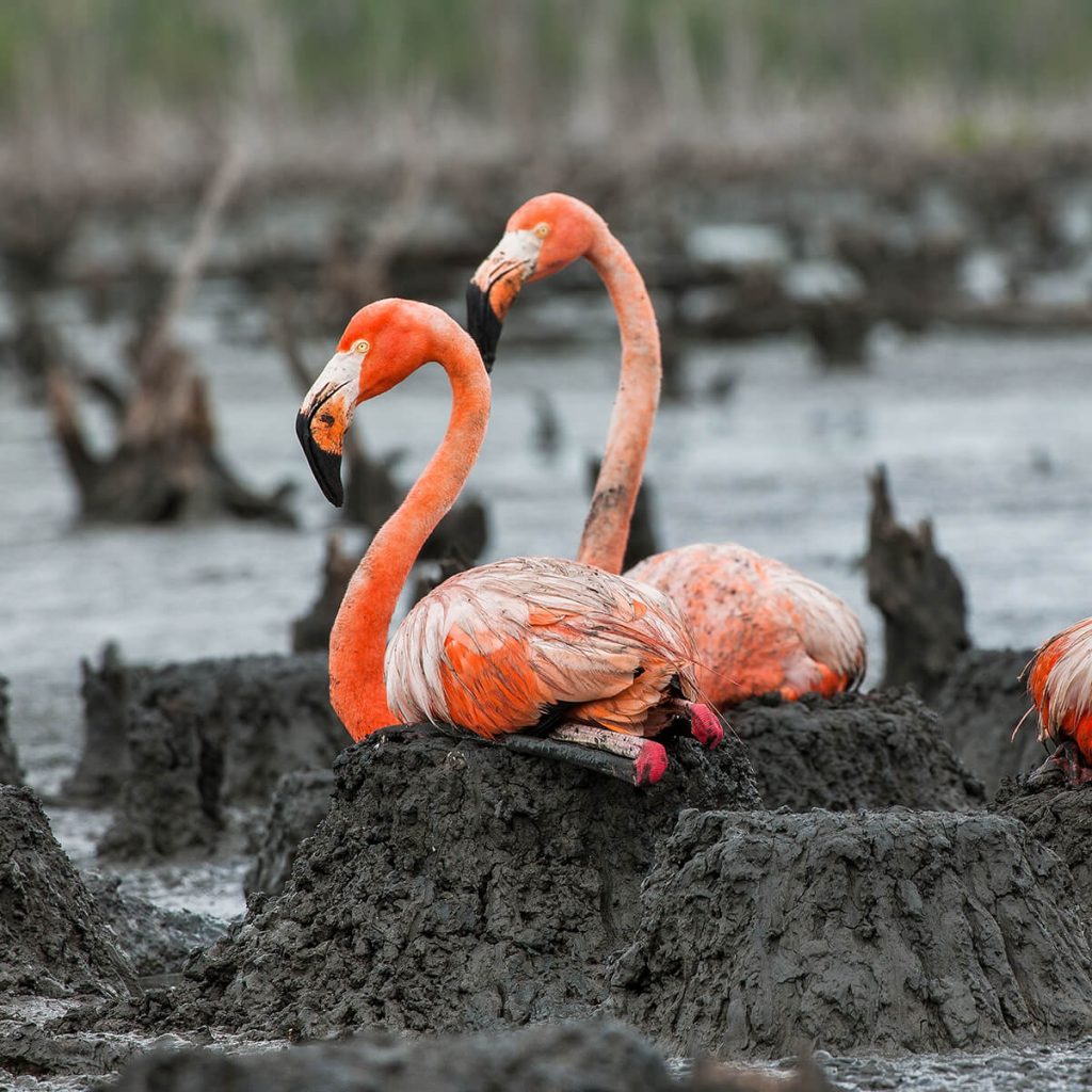 How Are Baby Flamingos Born?
