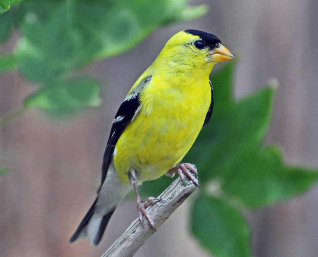  American Goldfinch - Yellow Birds in Arizona
