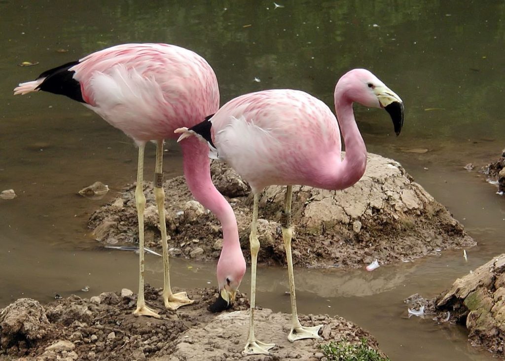 Andean Flamingo Food