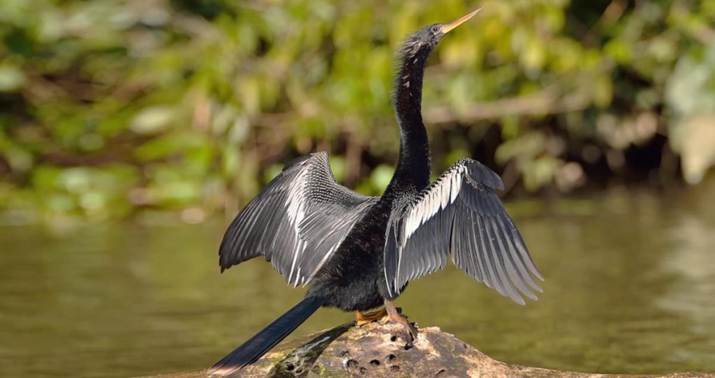 Anhinga Black Birds In Florida