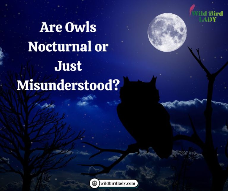 Are Owls Nocturnal or Just Misunderstood? All About Owls