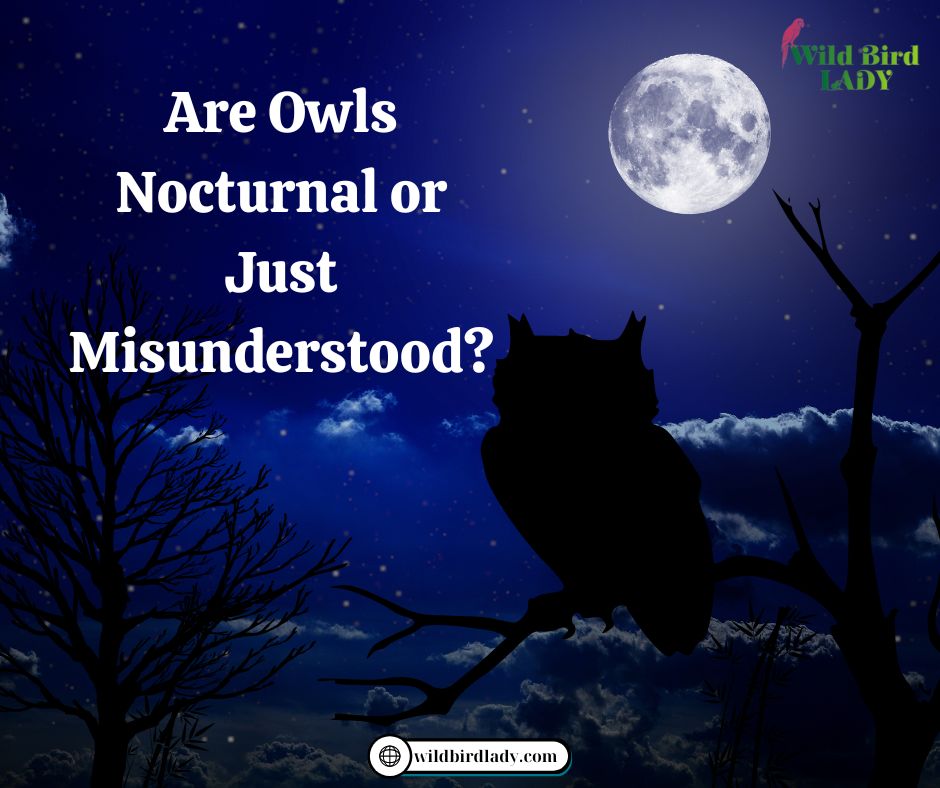 Are Owls Nocturnal or Just Misunderstood? All About Owls