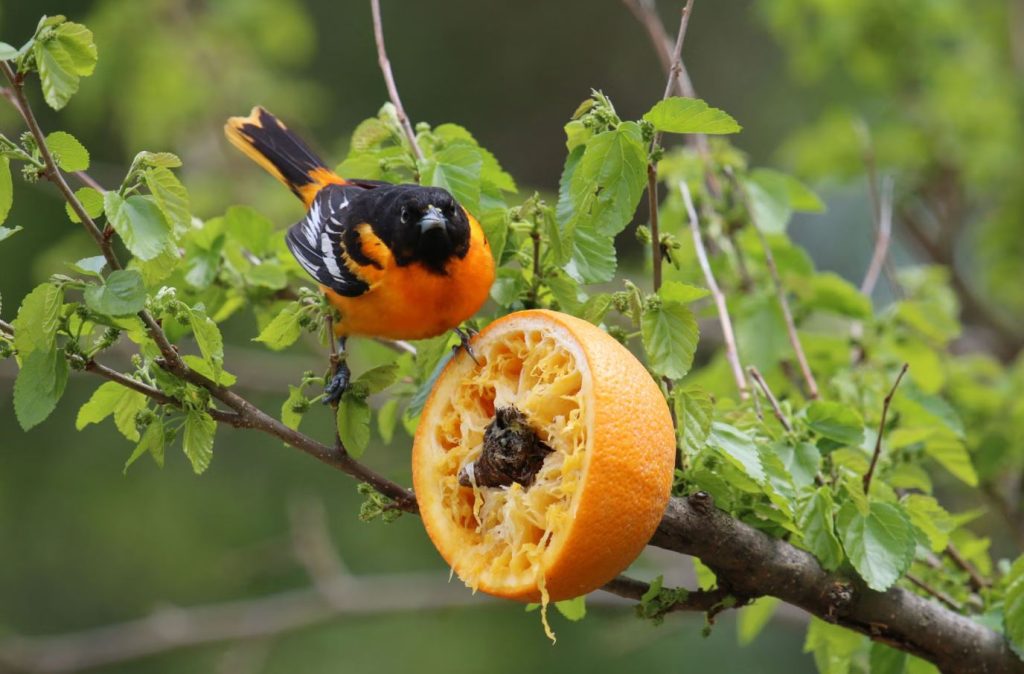 Trick to Attract Orioles: Serve Oranges and Grape Jelly Early in Spring