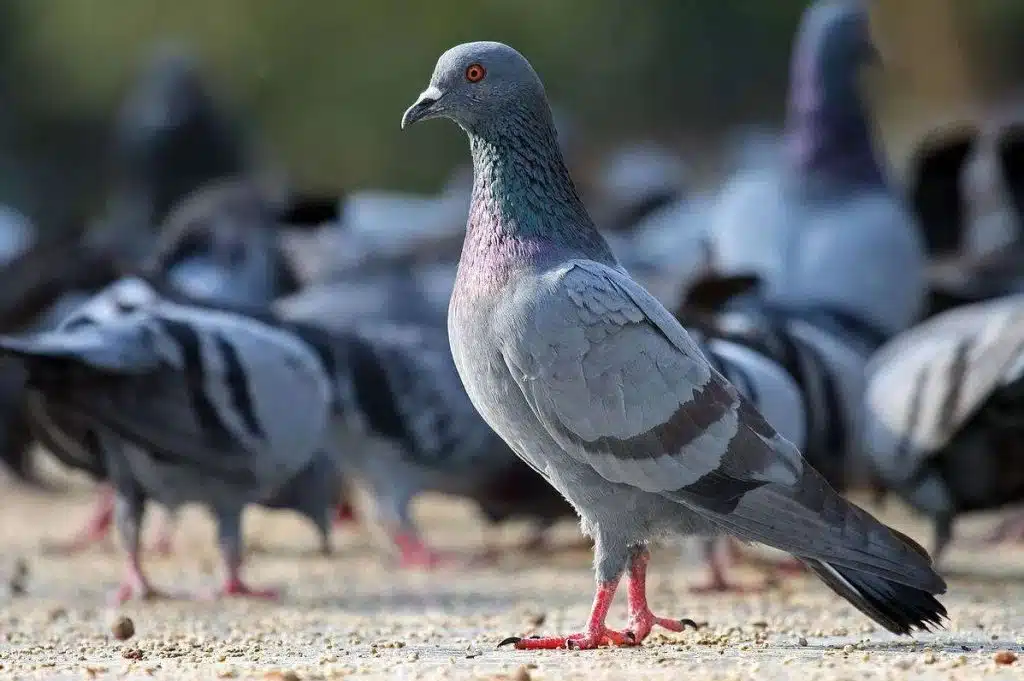 How Long Do Pigeons Live? Discover Their True Lifespan (It’s Longer Than You Think!)