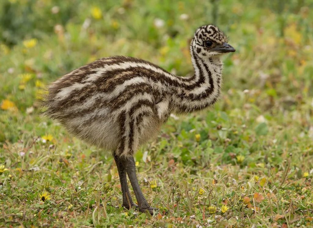 Baby Emus Are Born with Stripes