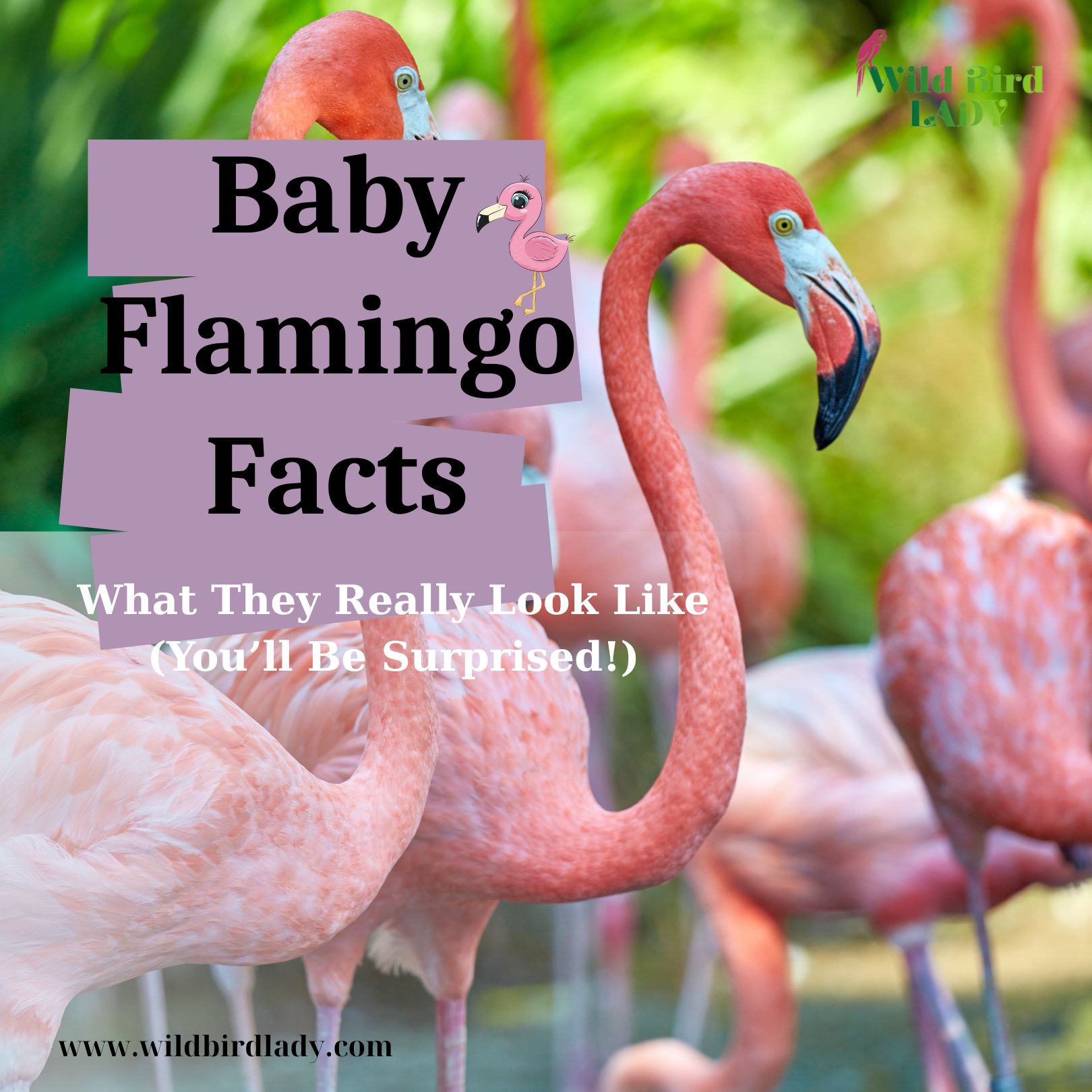 Baby Flamingo Facts
