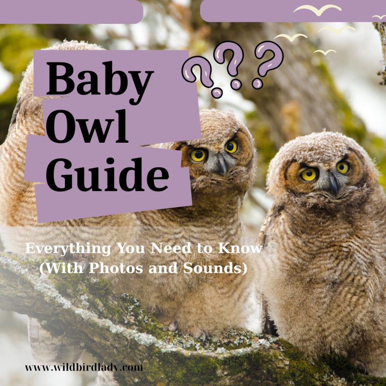 Baby Owl Guide