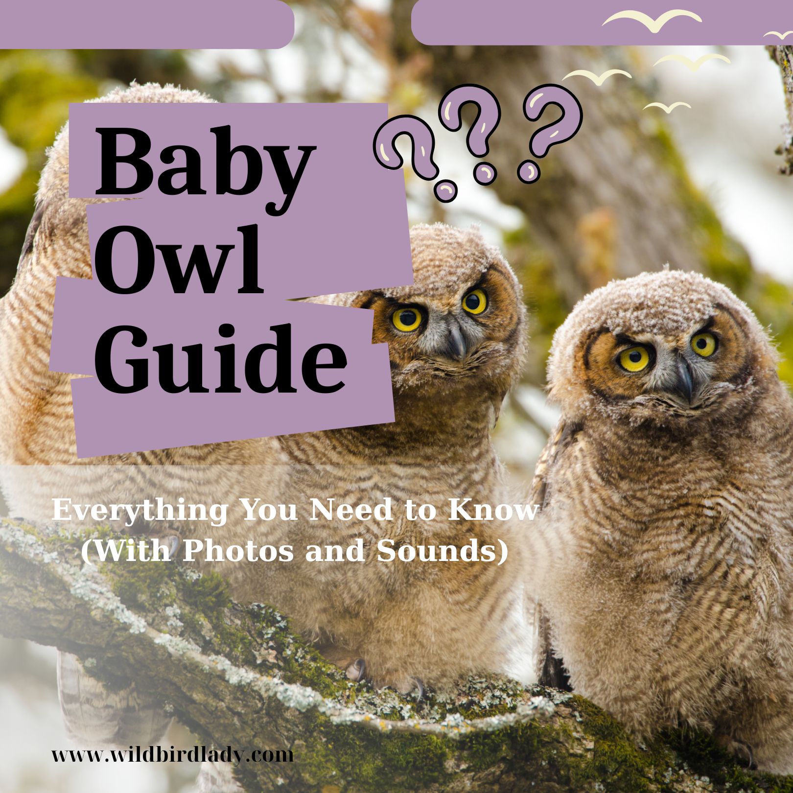 Baby Owl Guide