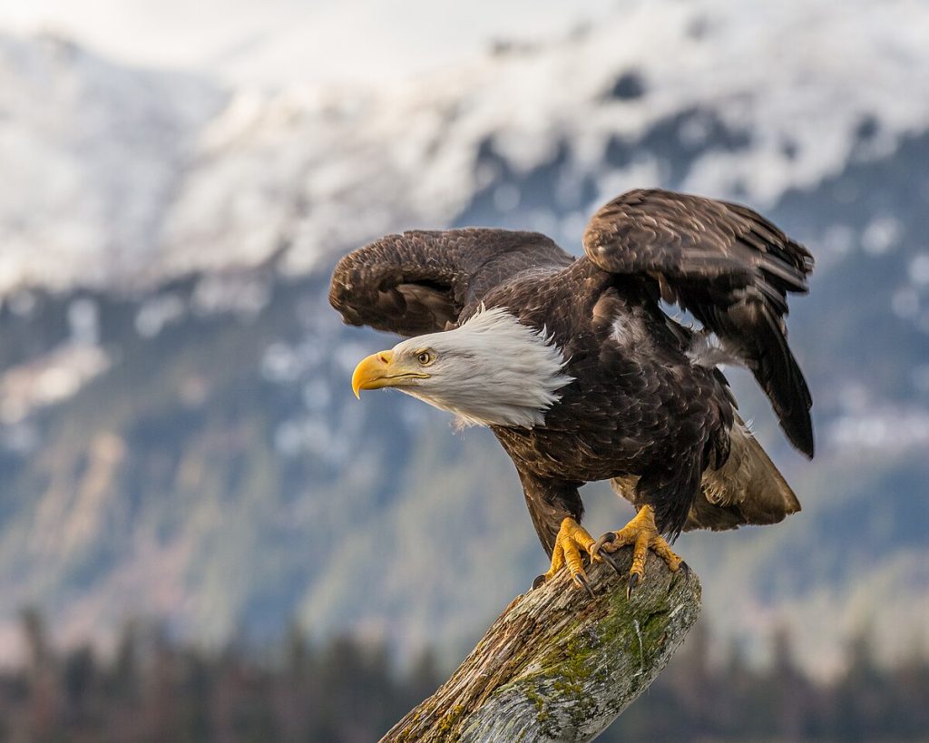 Bald Eagle - How Long Do Eagles Live? 