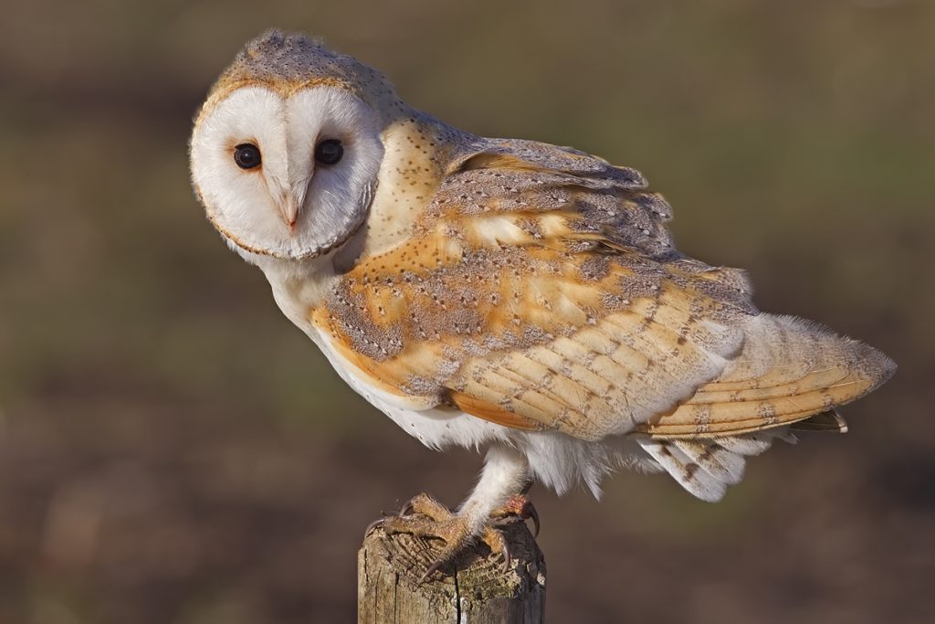 baby Barn Owl