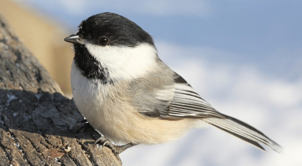 Black-capped Chickadee Black and White Birds in North American Backyards