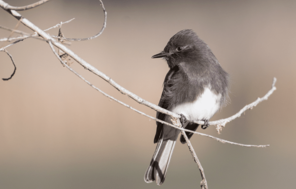 Black Phoebe - bird with white belly